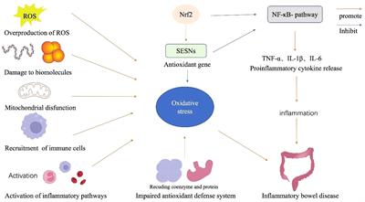 The emerging role of oxidative stress in inflammatory bowel disease